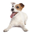 jack russell terrier lying down