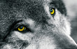 Wolfsaugen