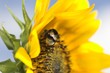 Foto: Sonnenblume mit Hummel Sonnenblume mit Hummel