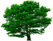Vector tree