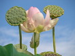 Fleur de lotus Fleur de lotus