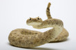 Rattlesnake