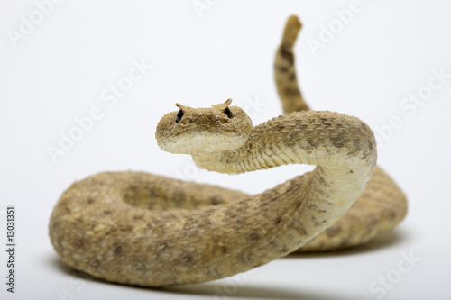 Rattlesnake