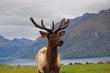 The deer