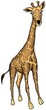Giraffe from Africa - colored cartoon illustration