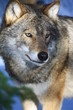 Wolf in Schweden