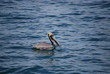 Pelican Floating