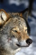Wolf in Schweden