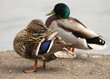 Female Mallard Duck