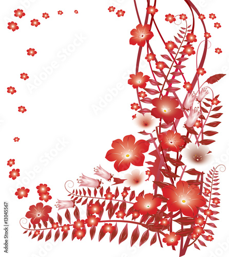flowers background pictures. Delicate red flowers on white