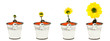 Naissance d'une fleur