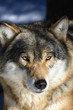 wolf im Schnee