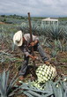 tequila