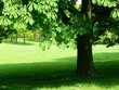 Chestnut tree