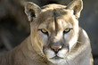 cougar