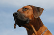 Rhodésian Ridgeback