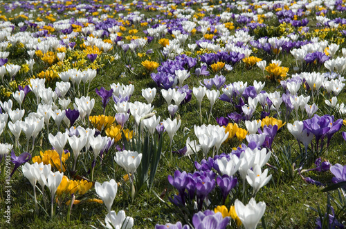Foto: Krokuswiese Krokuswiese