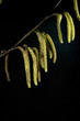 Haselnusskaetzchen, Pollen