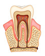 Dental anatomy Dental anatomy