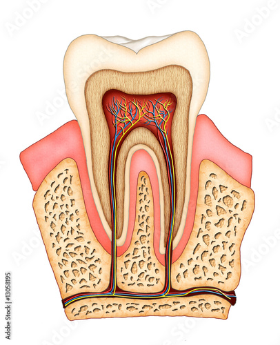 Illustration: Dental anatomy Dental anatomy