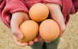 Foto: Child holding fresh brown eggs Child holding fresh brown eggs
