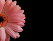 Gerbera on black background.