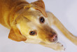 Foto: Labrador-MIX Labrador-MIX