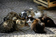 cats eating their biscuits and looking into the camera cats eating their biscuits and looking into the camera