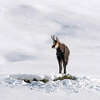 Gamsbock im Schnee in freier Wildbahn