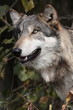 Gray Wolf (Canis Lupus)