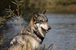 Gray Wolf (Canis Lupus)