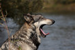 Gray Wolf (Canis Lupus)