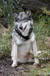 Gray Wolf (Canis Lupus)