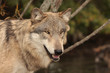 Gray Wolf (Canis Lupus)