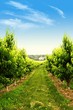 Orchard in spring