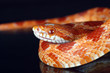 serpiente del maiz