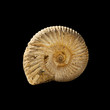 ammonite