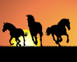 Photo : horse on sunset background