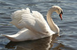 Ein Schwan
