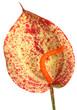 anthurium 