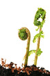Fern fronds