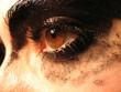 Photo: close up brown green eye black makeup close up brown green eye black makeup