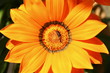 earwig on a flower