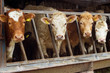 Cattle