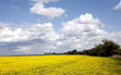 Rapsfeld