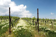 Frühling im Weinberg