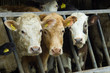 Mixed Herd