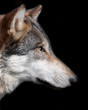 gray wolf isolated on black background