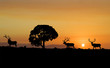 Elk Silhouette