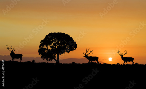 Elk Silhouette